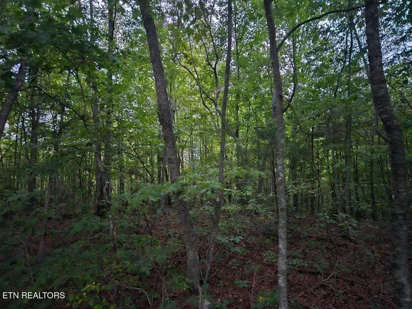 $429,900 | 0 Sandy Road, Wilder, TN 38589