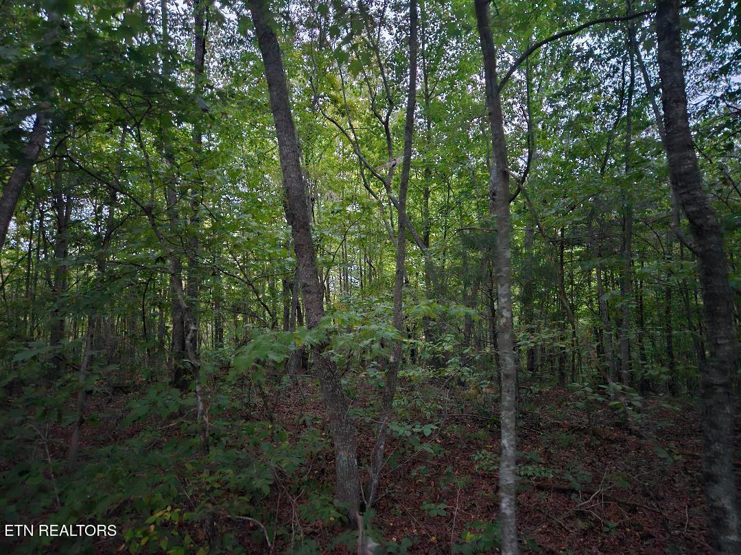 0 Sandy Road Wilder, TN 38589 - Photo 6 of 10 thumbnail (7)