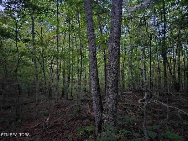 $429,900 | 0 Sandy Road, Wilder, TN 38589