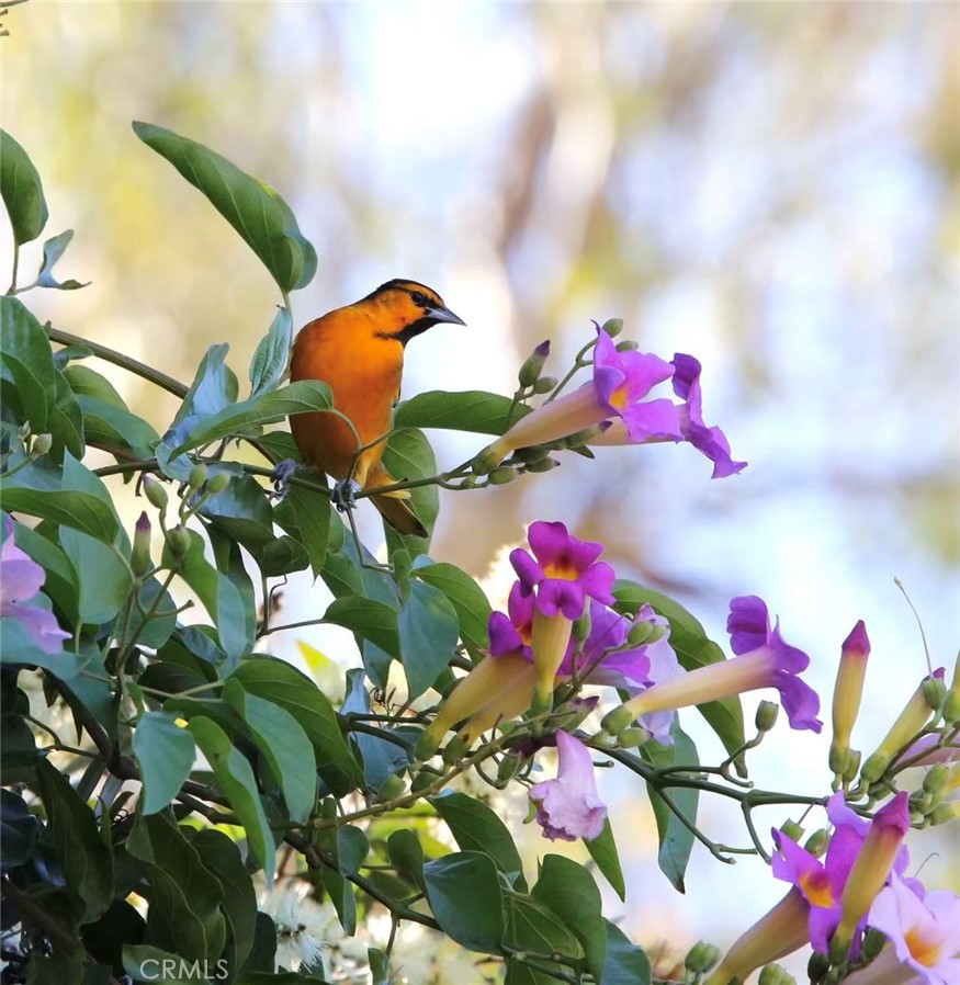 18 Broadleaf Irvine, CA 92612 - Photo 37 of 52 a view of flowers