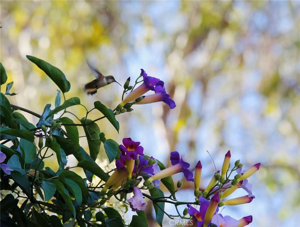18 Broadleaf Irvine, CA 92612 - Photo 38 of 52 a view of a flower