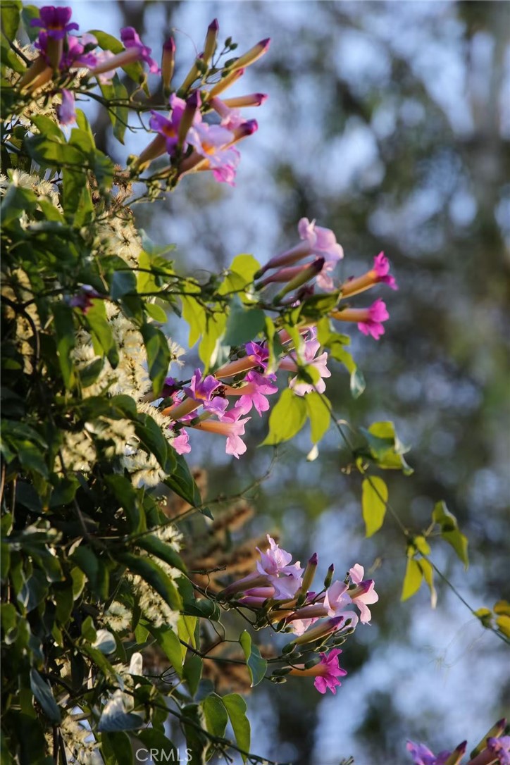 18 Broadleaf Irvine, CA 92612 - Photo 39 of 52 a view of a flower
