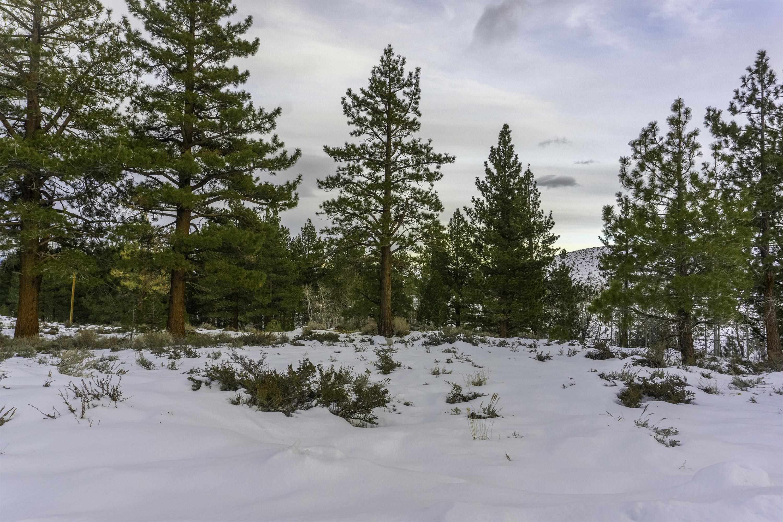 Lot #6 Lundy Lake Road Lee Vining, CA 93541 - Photo 1 of 20