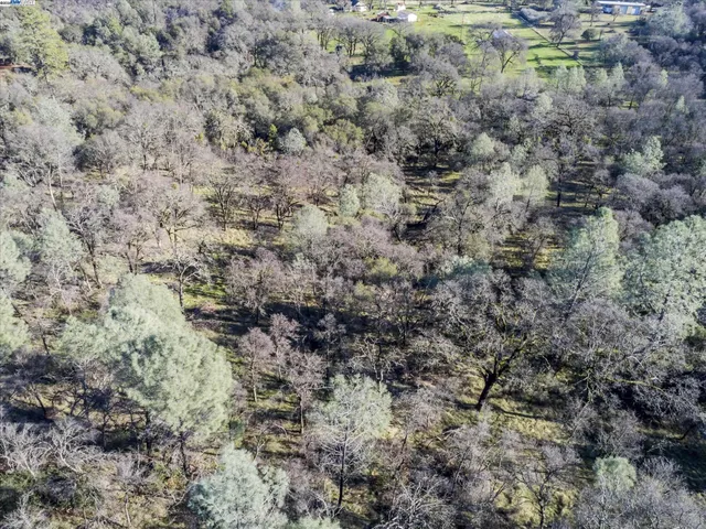 a view of a field with a tree