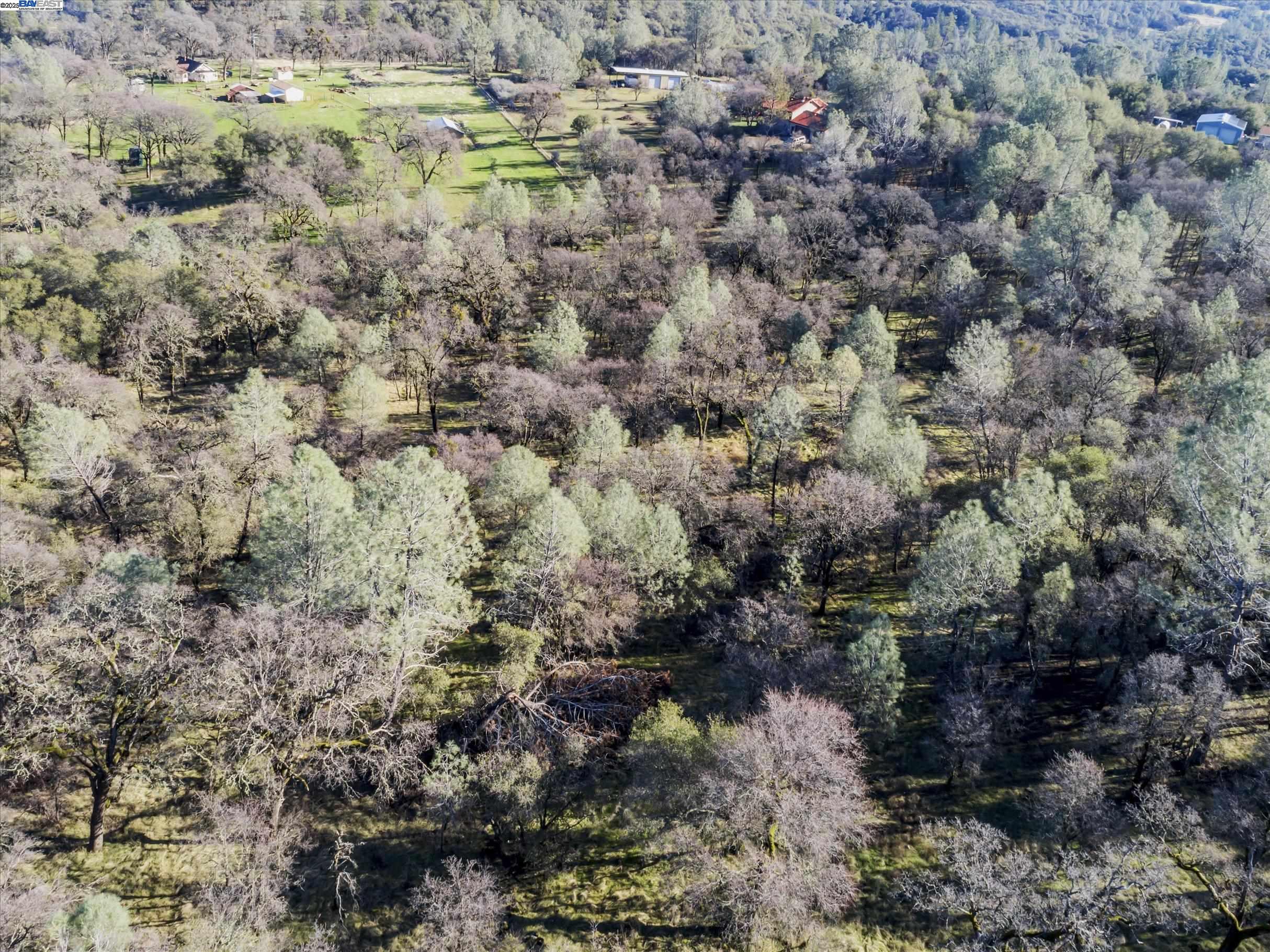 14011 Neptune Road Rackerby, CA 95972 - Photo 4 of 8 a view of a yard with a plants