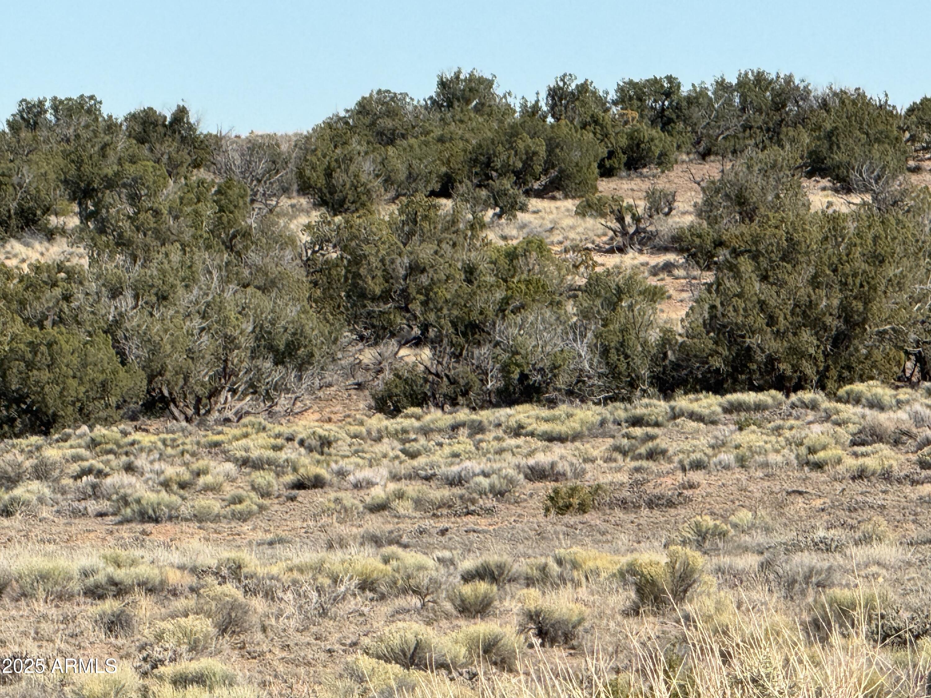 Lot 62 Sierra Highlands Ranch, Unit 62 St. Johns, AZ 85936 - Photo 12 of 14 a view of a dry yard with trees