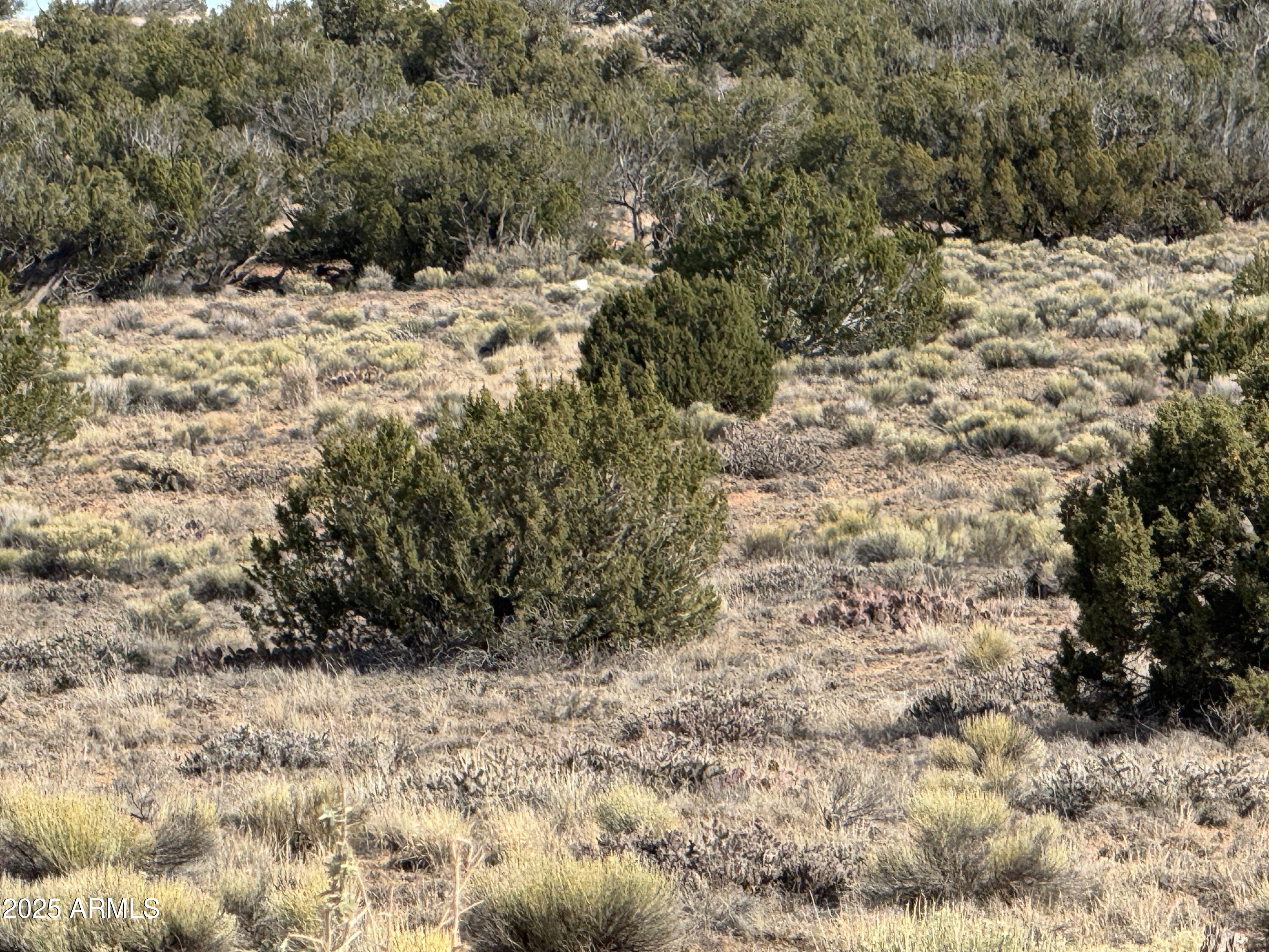 Lot 62 Sierra Highlands Ranch, Unit 62 St. Johns, AZ 85936 - Photo 13 of 14 a view of a yard