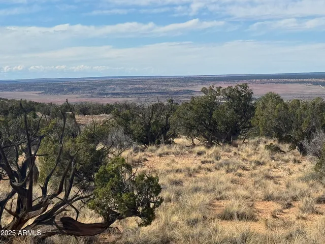 a view of a dry yard with trees