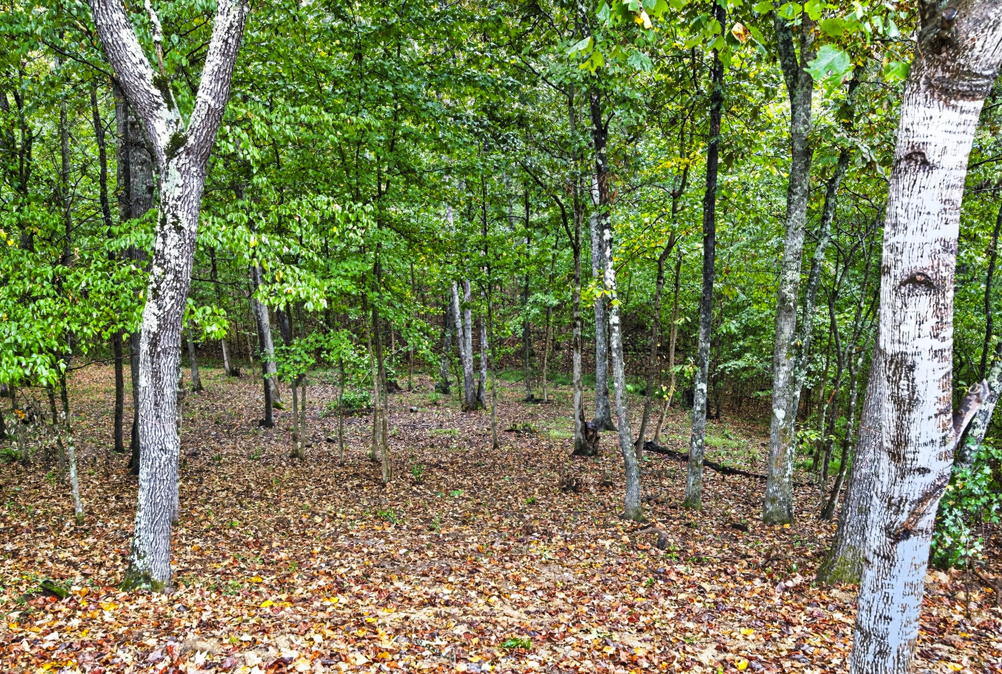 162 Webb Rd Extension Hampshire, TN 38461 - Photo 52 of 76 Gallery Image 52