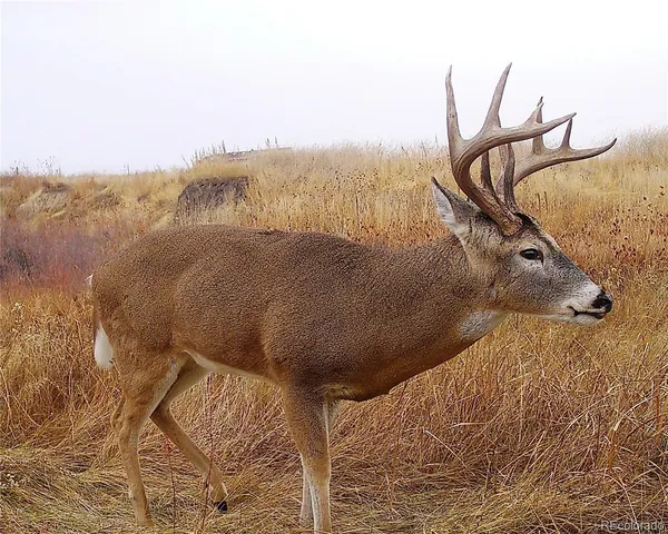 $900,000 | 9990 County Road 162, Kiowa, CO 80117