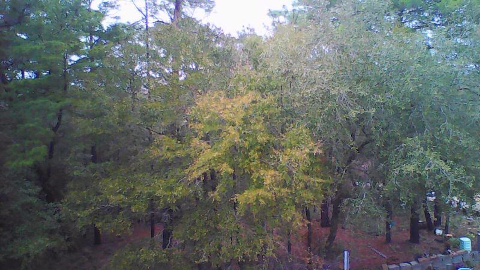 Tbd Ruckel Drive Niceville, FL 32578 - Photo 2 of 8 a view of a forest with lots of trees