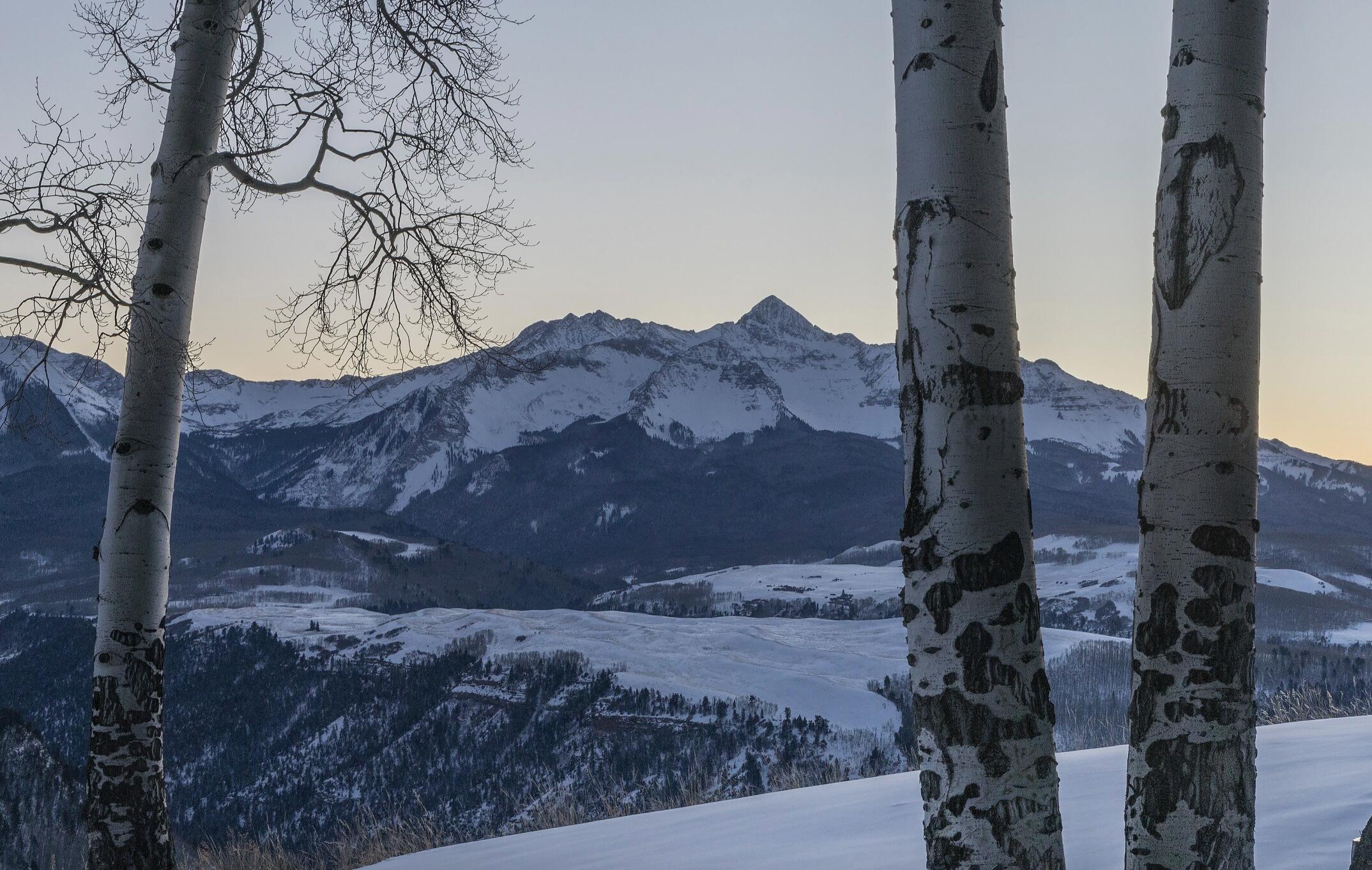 a view of a tree in front of a house