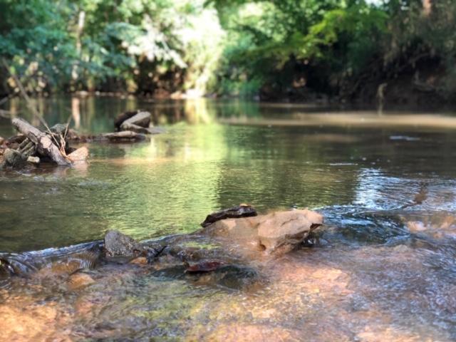 1900 Grants Chapel Road Adams, TN 37010 - Photo 1 of 30 Beautiful Creek on Property
