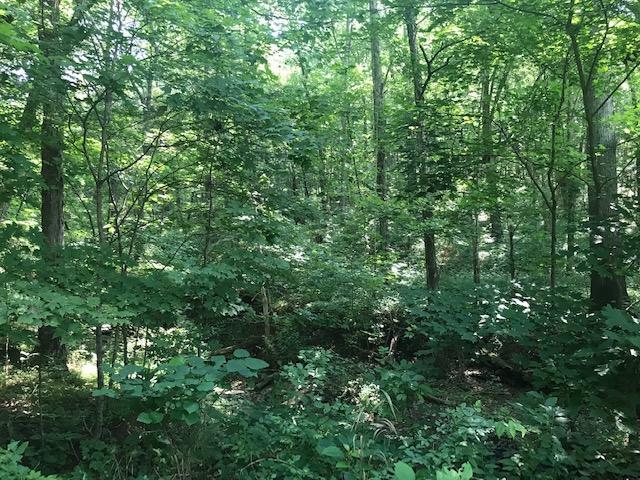1900 Grants Chapel Road Adams, TN 37010 - Photo 26 of 30 Wooded lot