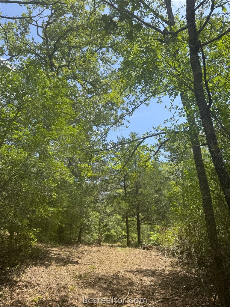 3518 Winding Road Hearne, TX 77859 - Photo 8 of 21 Cleared trail