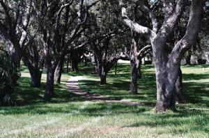 2650 Greenwood Terrace, Unit 1250 Boca Raton, FL 33431 - Photo 22 of 25 a view of a trees in a yard