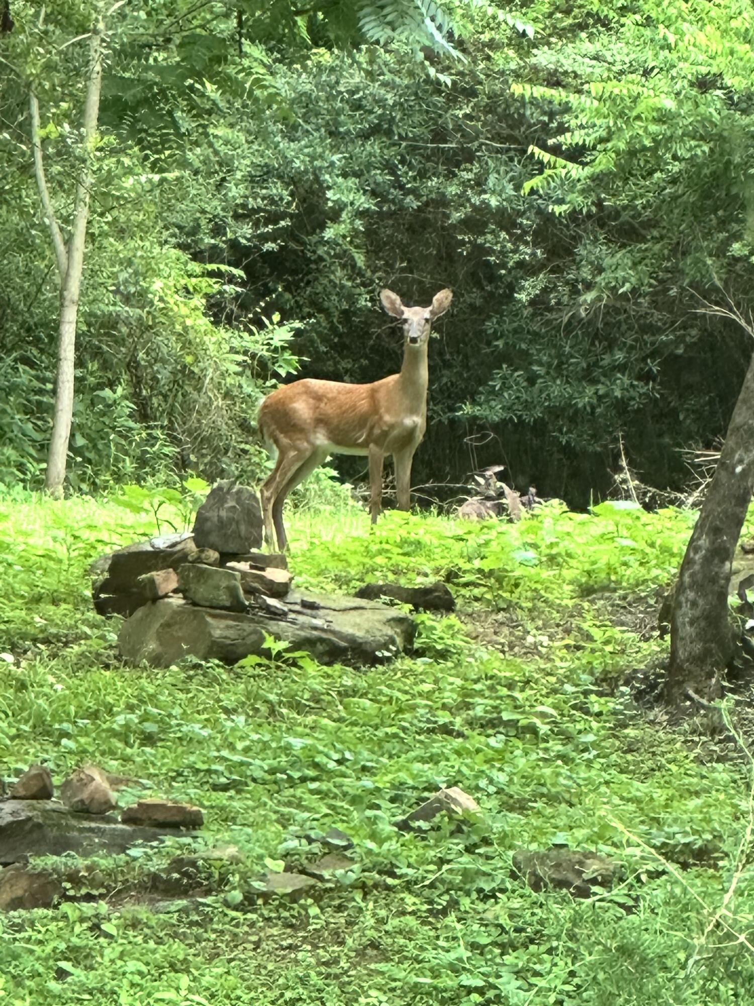 21010 River Canyon Road Chattanooga, TN 37405 - Photo 88 of 98 unnamed (16)