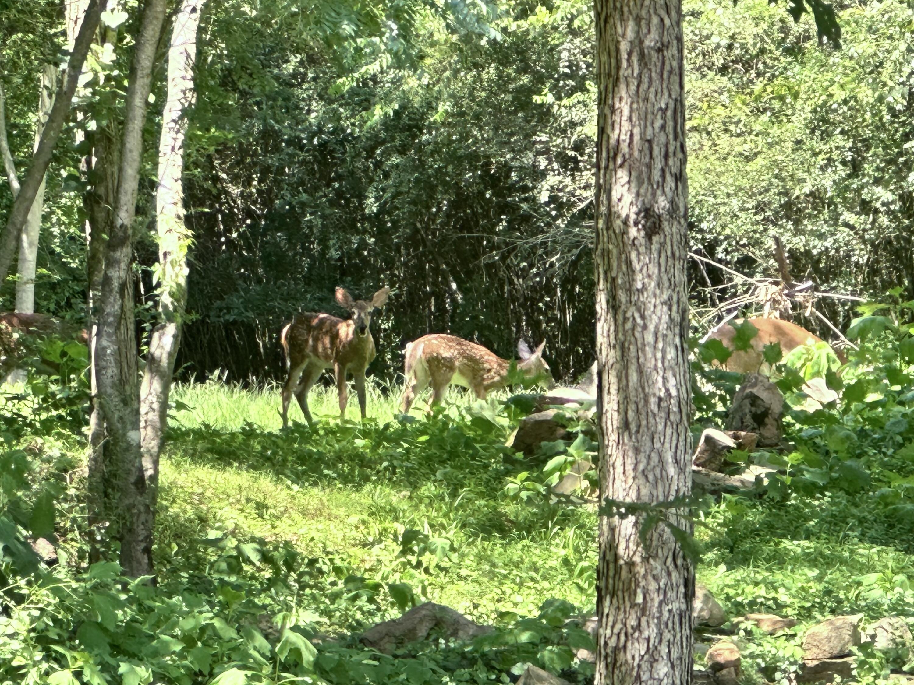 21010 River Canyon Road Chattanooga, TN 37405 - Photo 89 of 98 IMG_7254