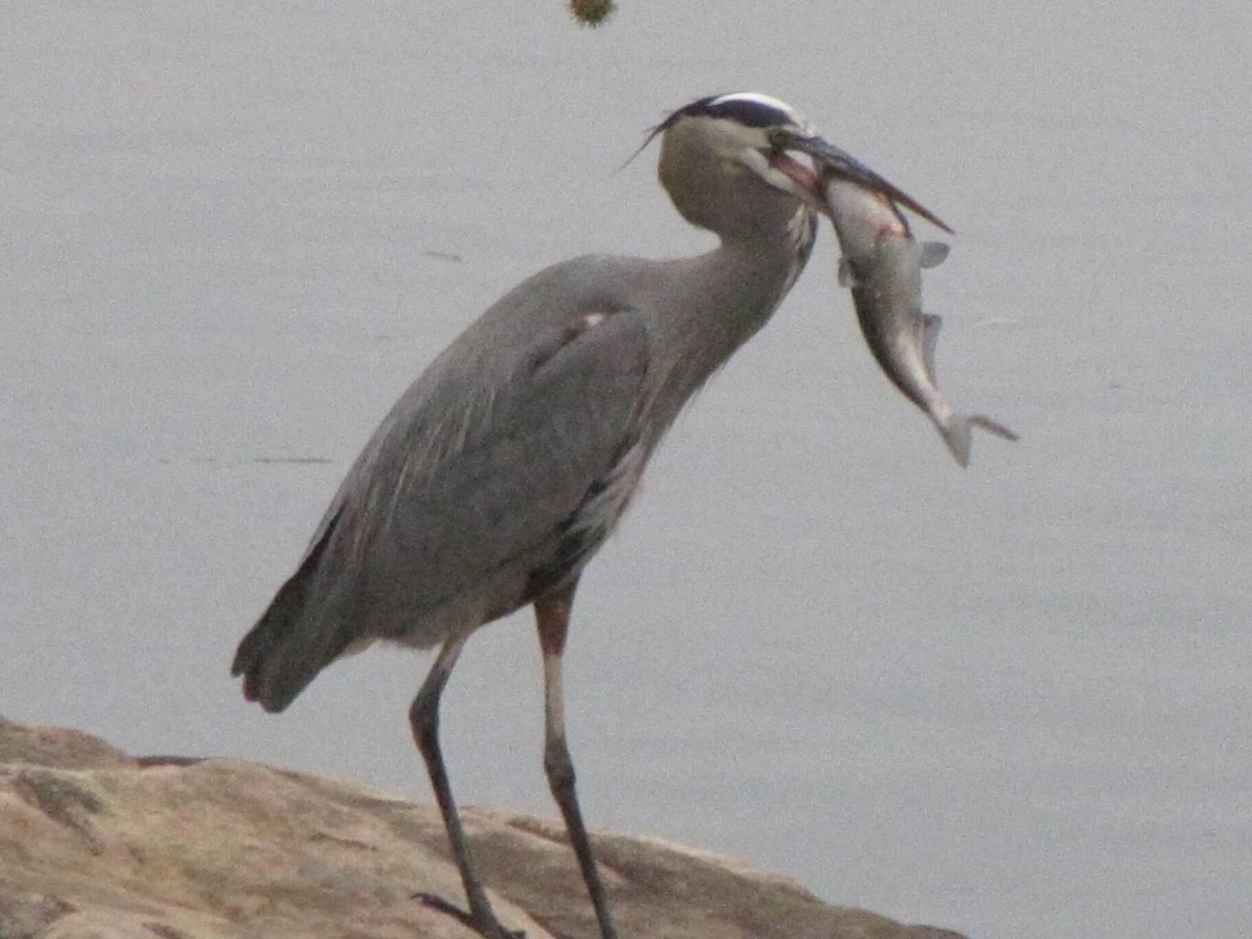 21010 River Canyon Road Chattanooga, TN 37405 - Photo 90 of 98 IMG_9890