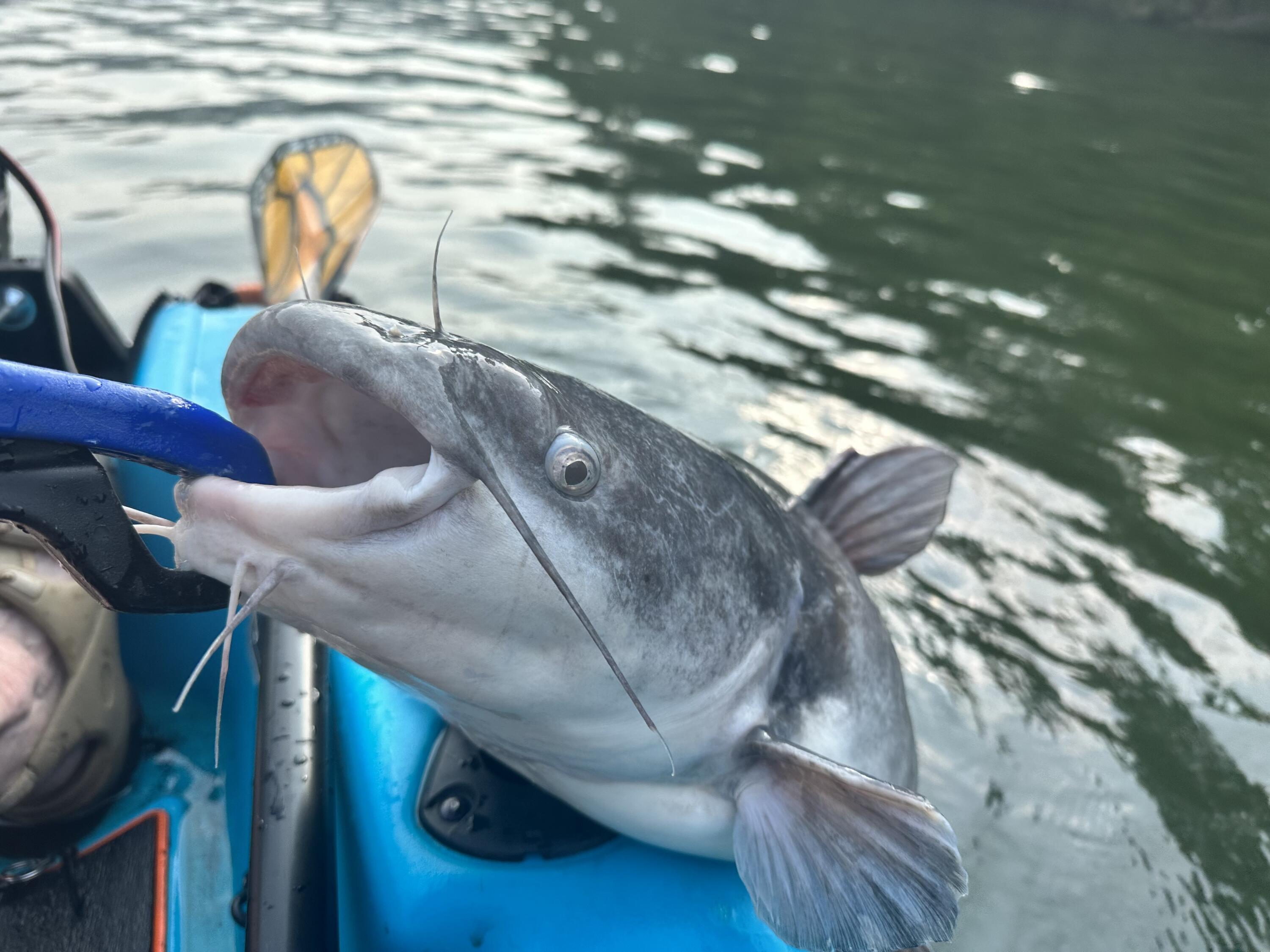 21010 River Canyon Road Chattanooga, TN 37405 - Photo 93 of 98 IMG_5119