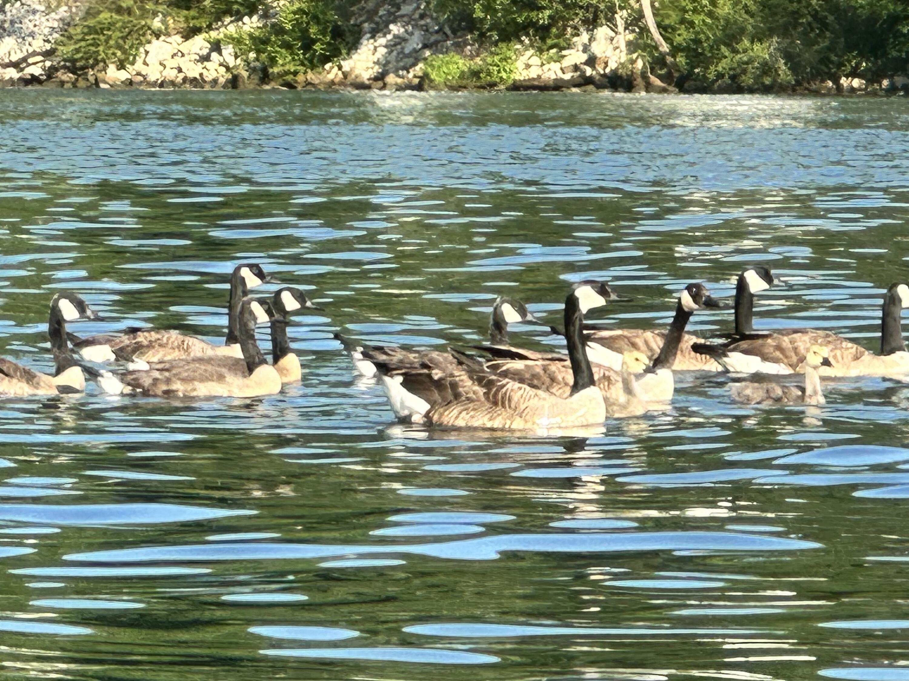 21010 River Canyon Road Chattanooga, TN 37405 - Photo 94 of 98 IMG_5003