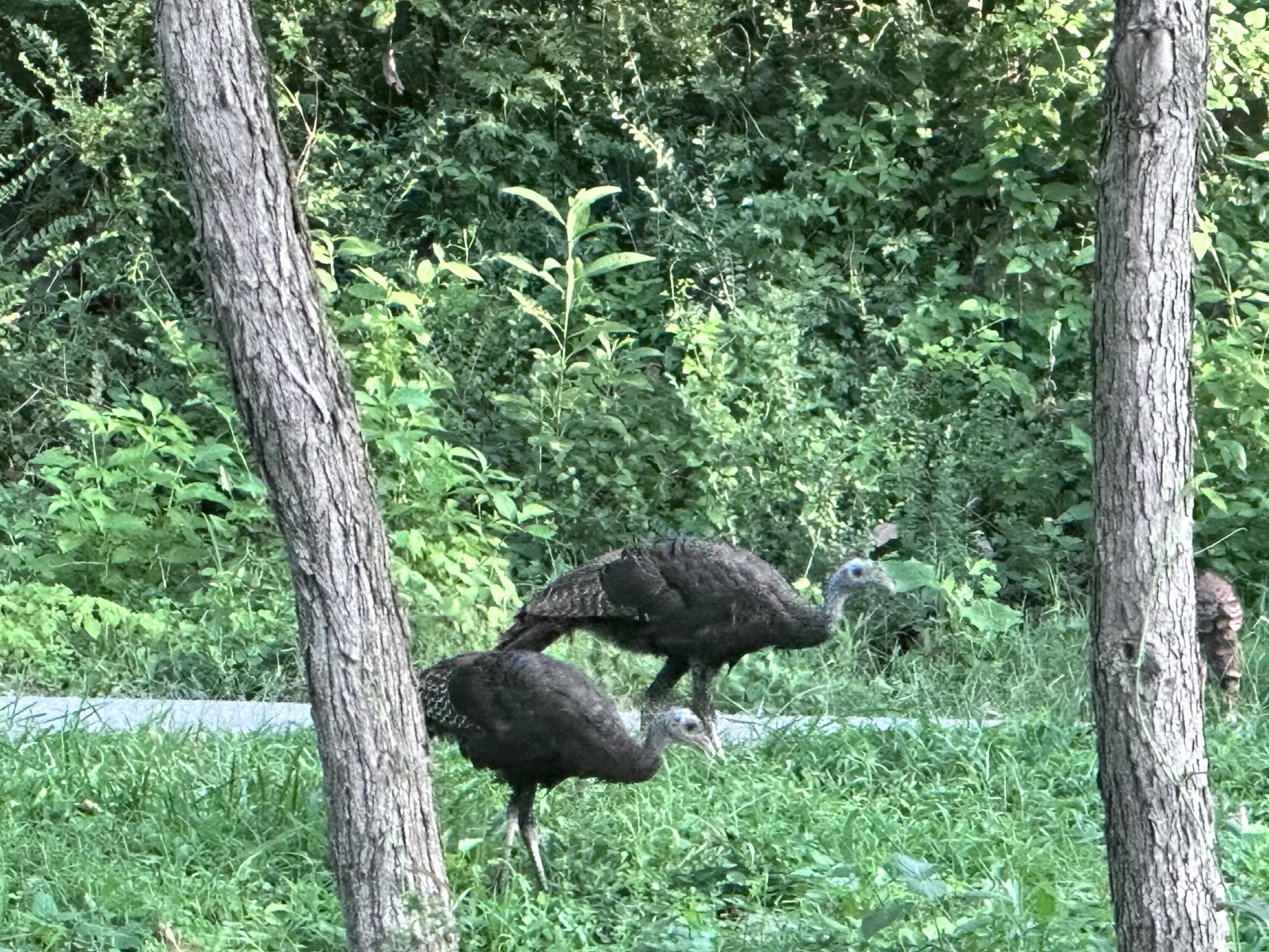 21010 River Canyon Road Chattanooga, TN 37405 - Photo 95 of 98 IMG_7321