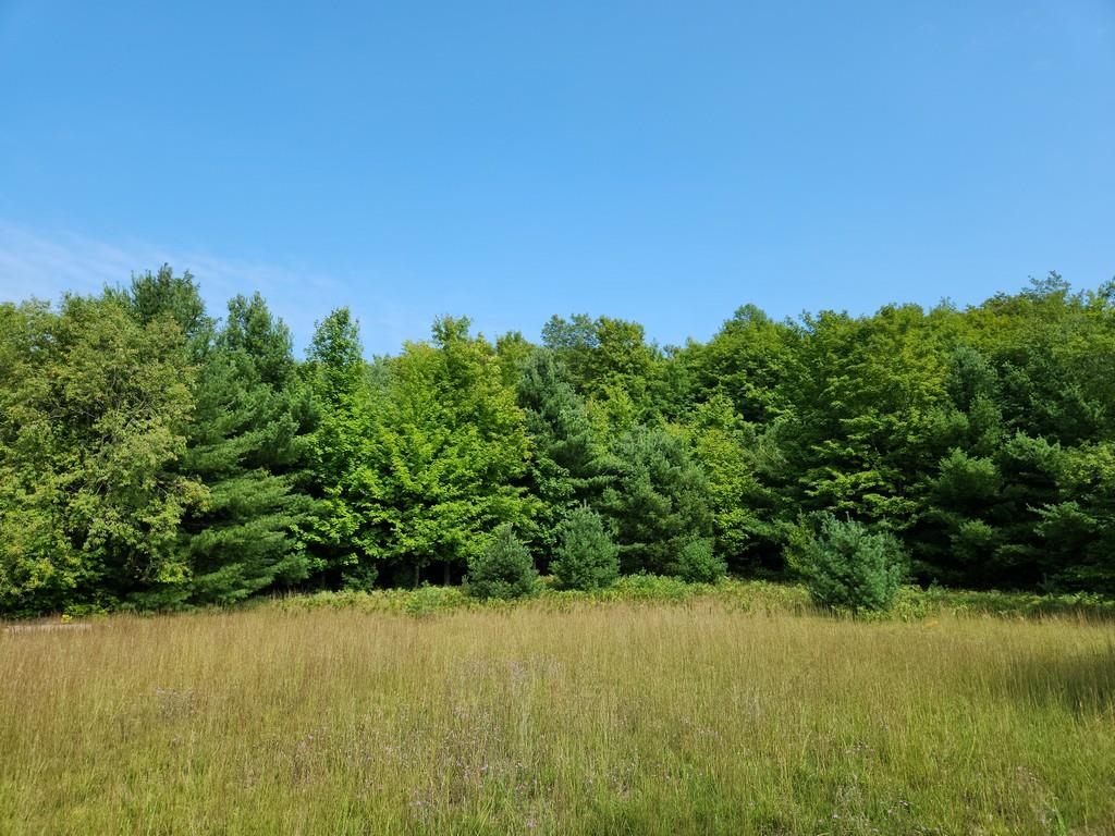 Off Crawford Lake Road Northeast Kalkaska, MI 49646 - Photo 24 of 25