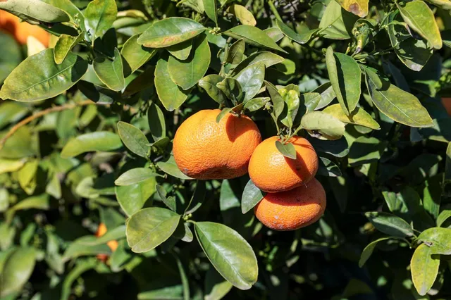 $6,800,000 | 0 Road 176, Exeter, CA 93221