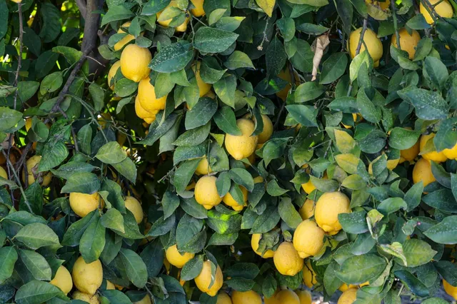 $6,800,000 | 0 Road 176, Exeter, CA 93221