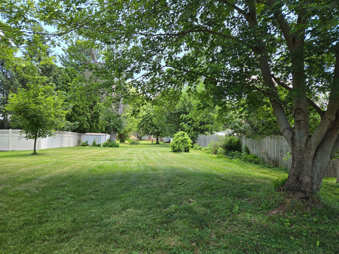 a view of a trees in a yard