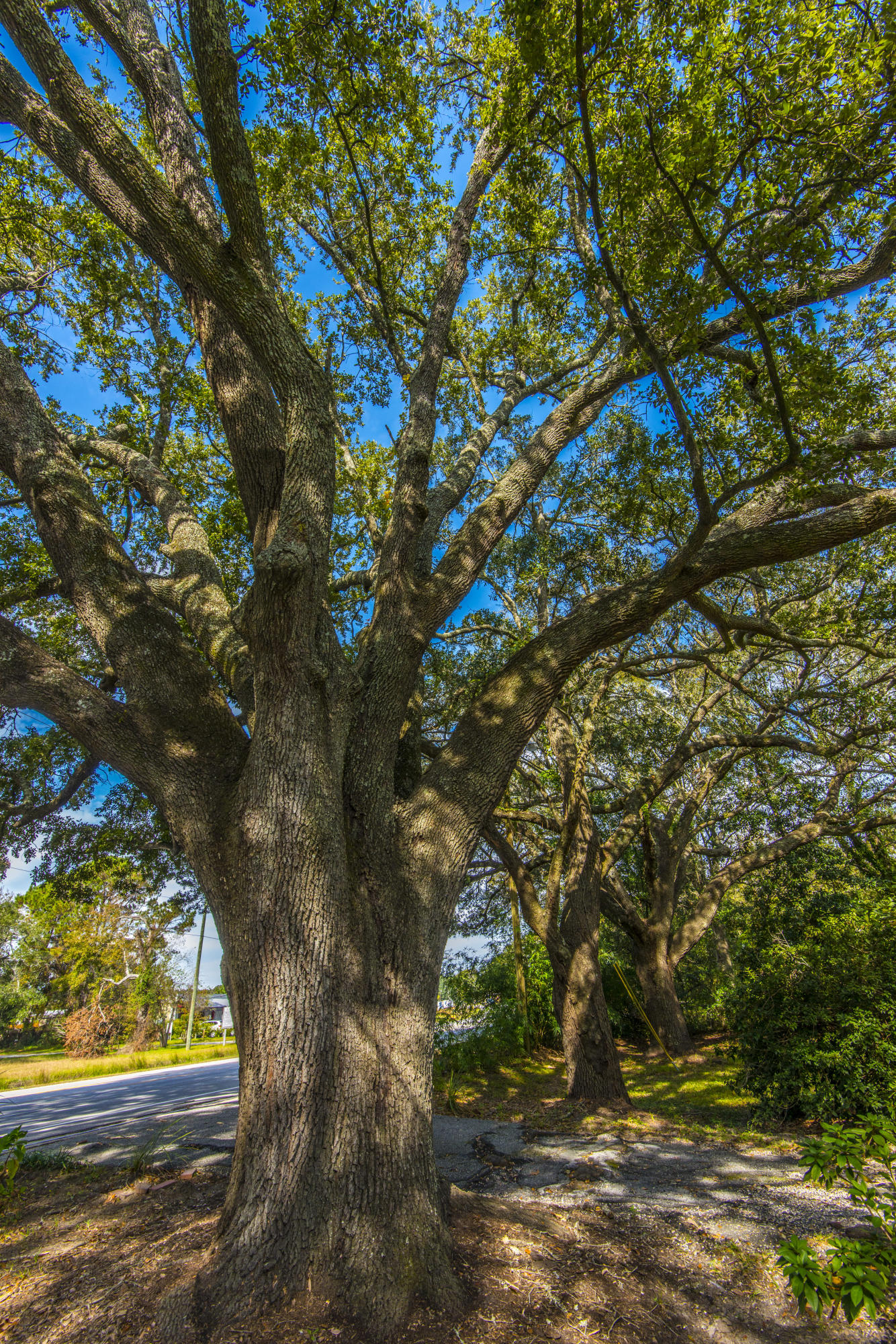 1548 Folly Road Charleston, SC 29412 - Photo 59 of 64 _DSC3476