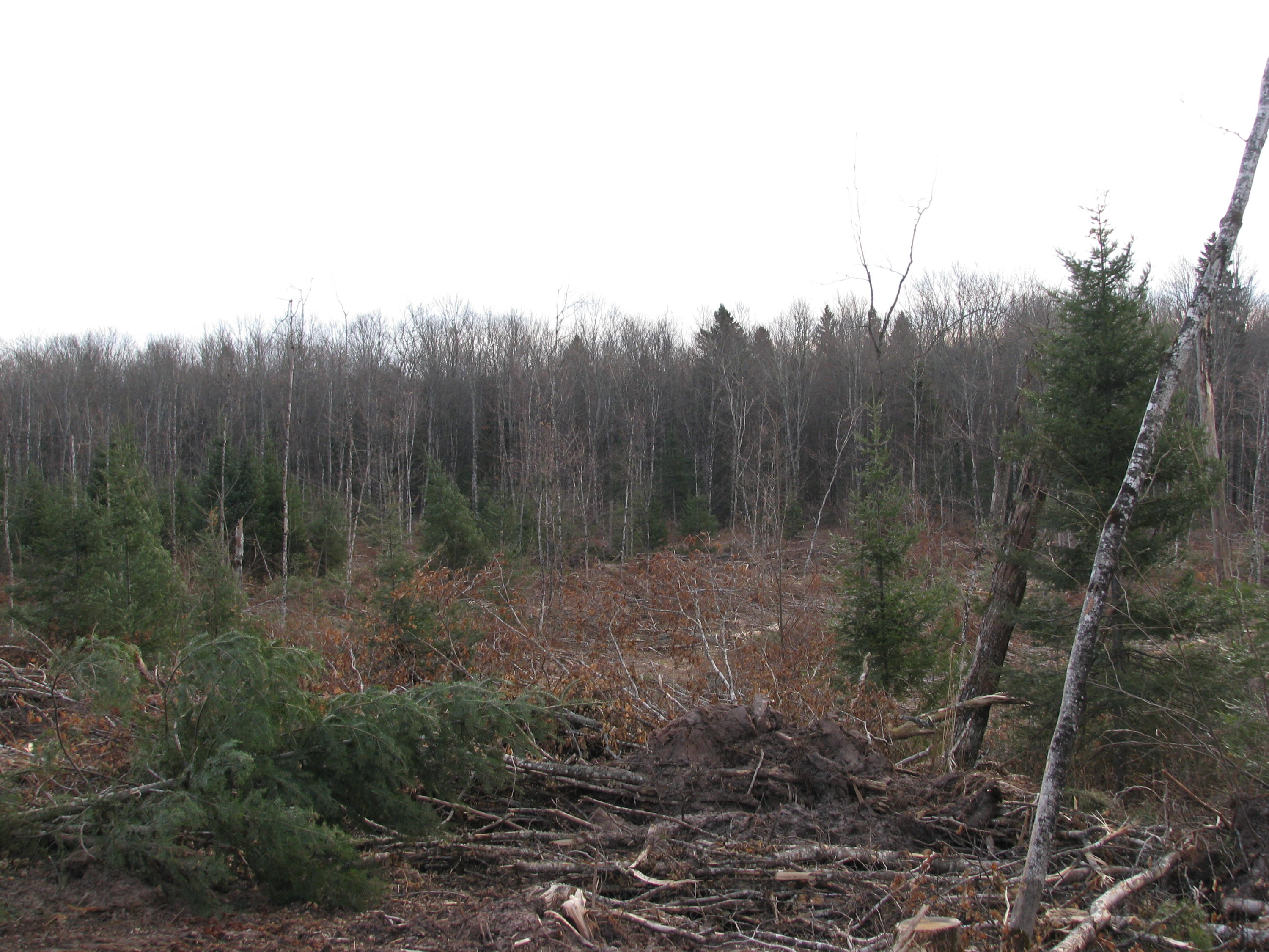 Tbd Tbd Co Road Seney, MI 49883 - Photo 5 of 6 Gallery Image 5