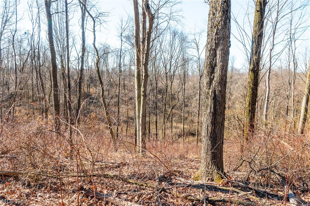 2535 Millersburg Road Wooster, OH 44691 - Photo 23 of 46 View of local wilderness