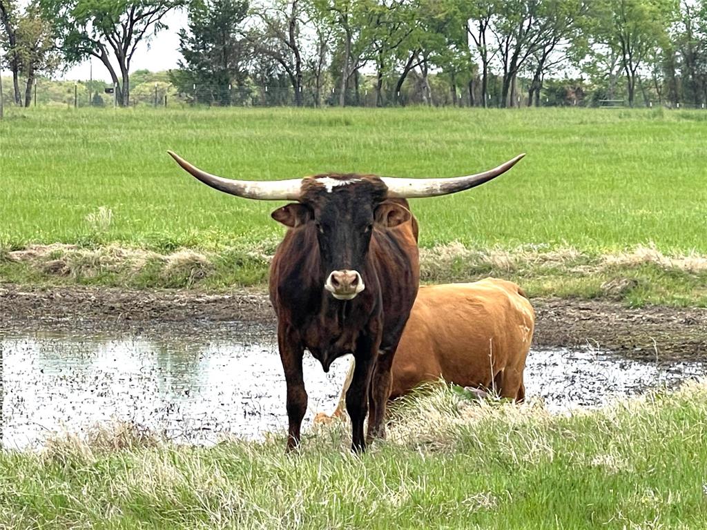 3 Pop Noah Road Collinsville, TX 76233 - Photo 6 of 17 a view of a park with large trees
