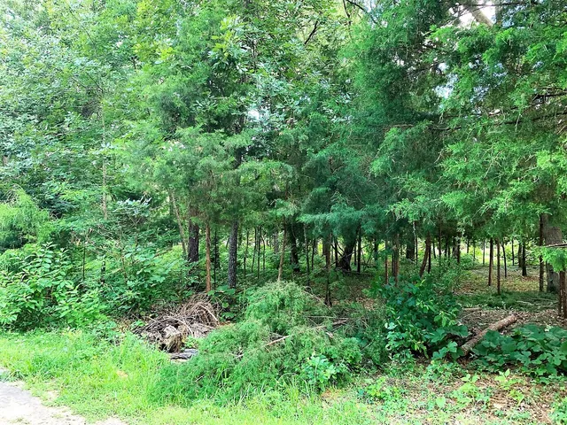 a view of a lush green forest