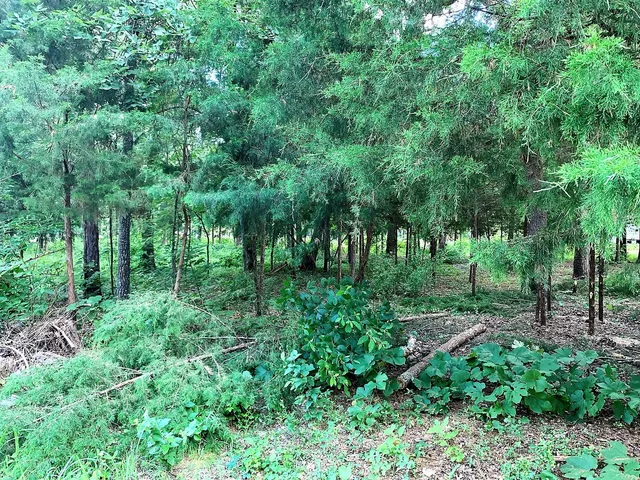 a view of a garden with a building in the background