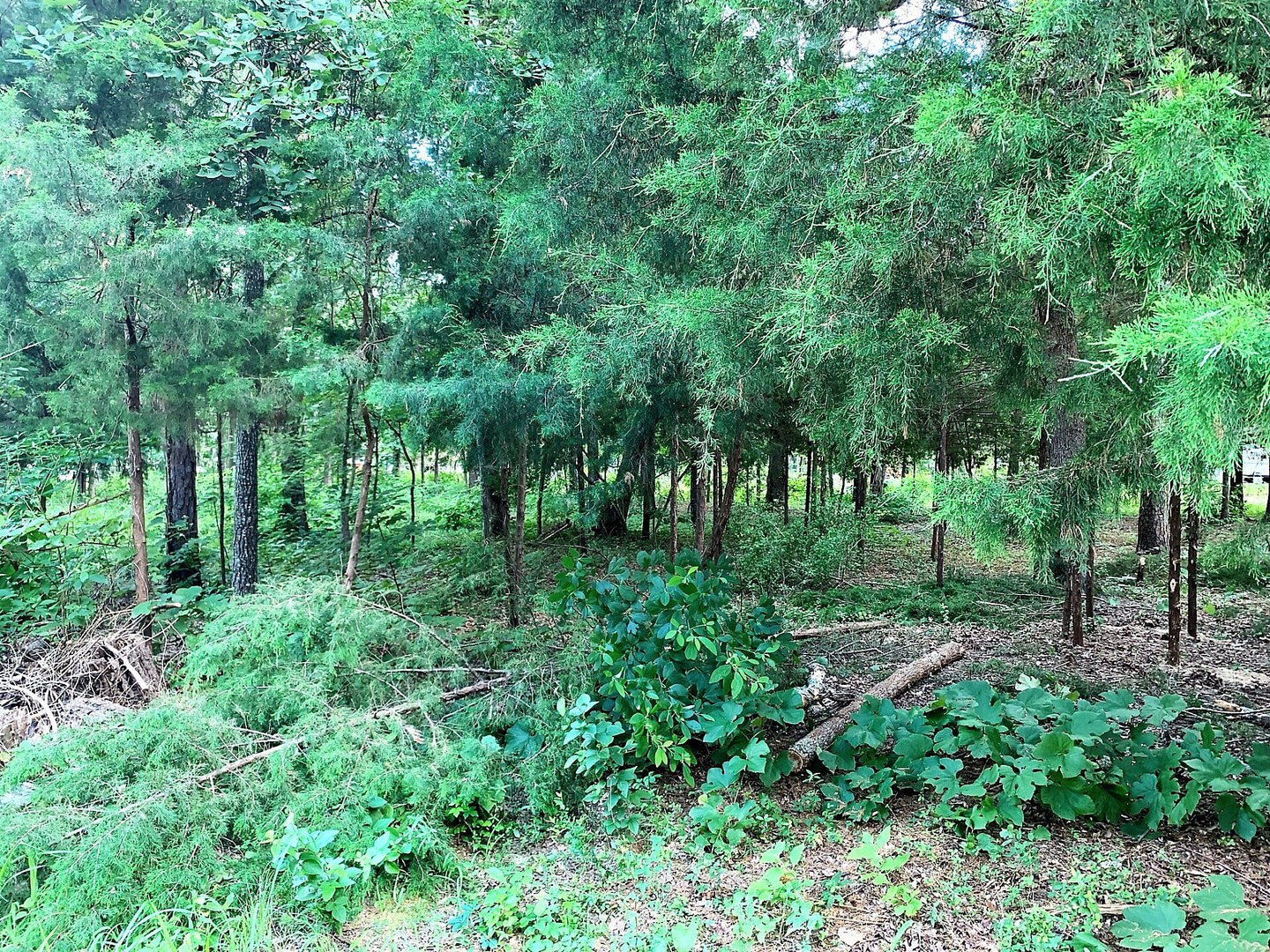 114 Barkley Road Bullard, TX 75757 - Photo 10 of 22 a view of a lush green forest