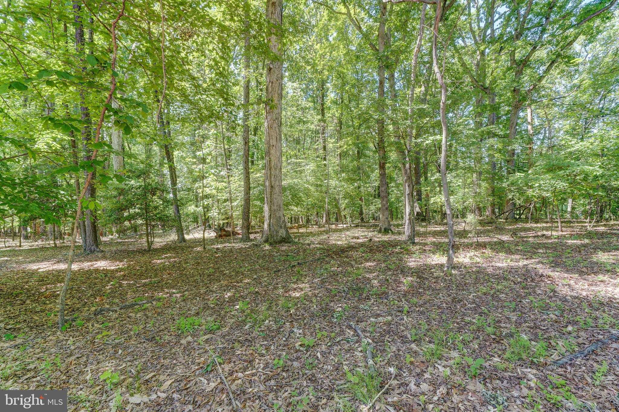50 Retriever Court Bumpass, VA 23024 - Photo 77 of 77 a view of outdoor space with trees
