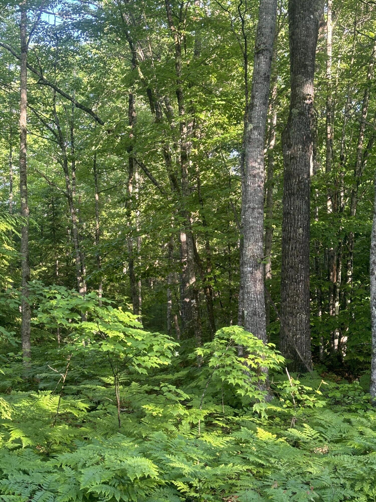 14-4 Perkins Road Burnham, ME 04922 - Photo 5 of 7 IMG_1207