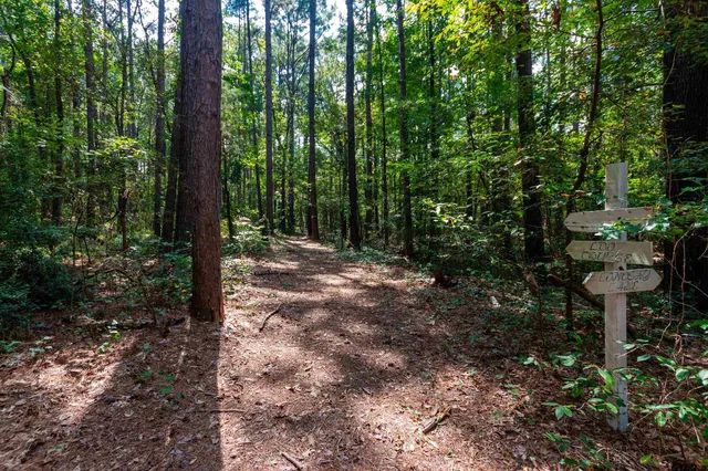 a view of a forest with trees