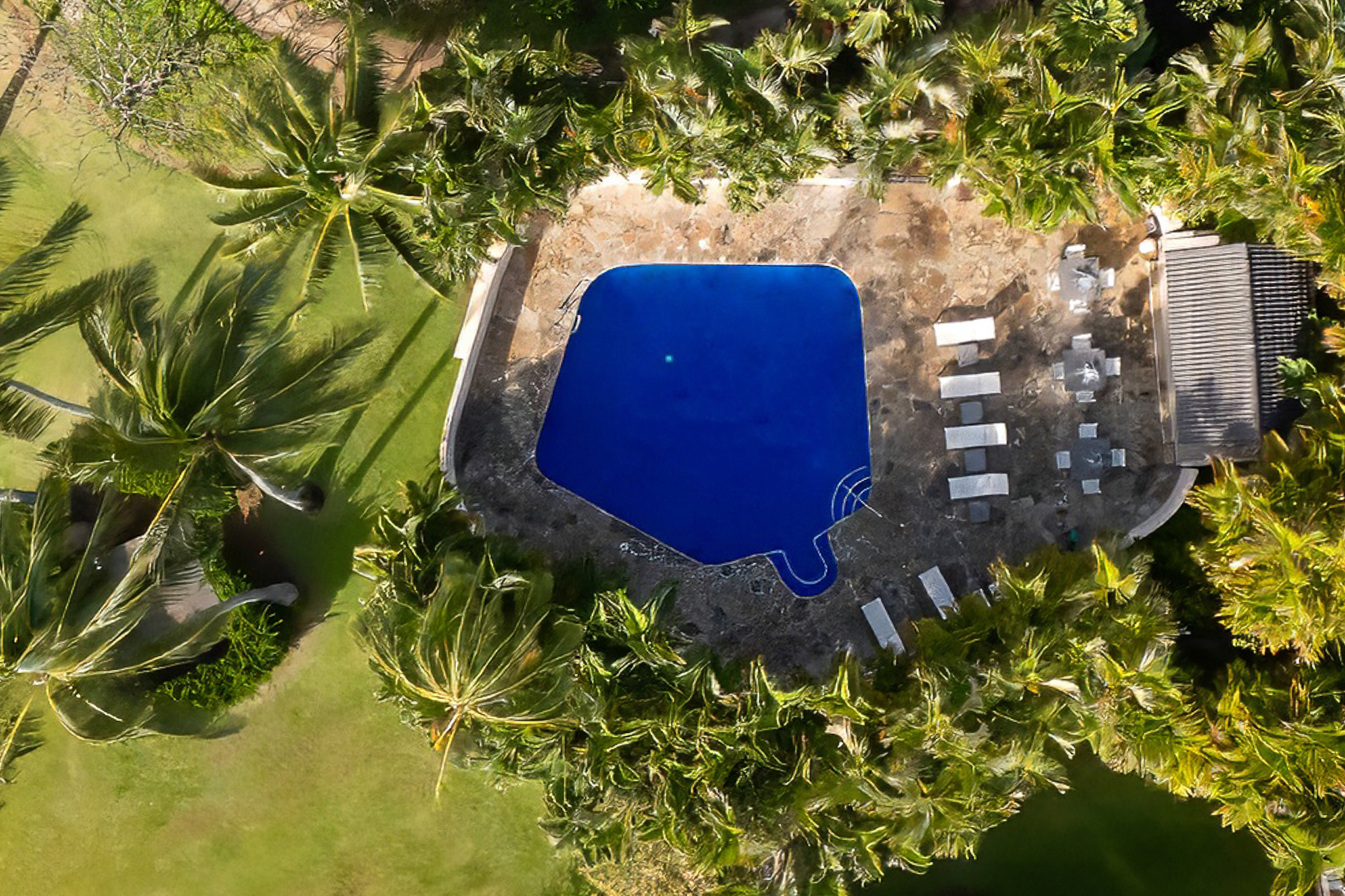 1901 Poipu Road, Unit 212 Koloa, HI 96756 - Photo 26 of 30 a view of a plant in a garden