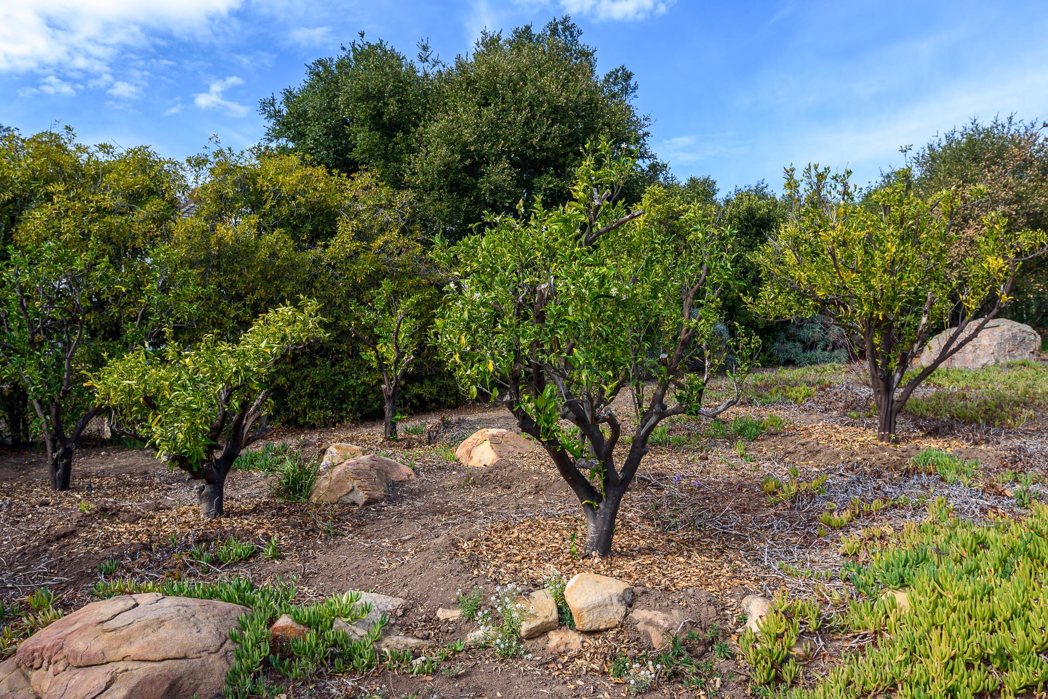 2109 Mt Calvary Road Santa Barbara, CA 93105 - Photo 29 of 33 DSC_8815