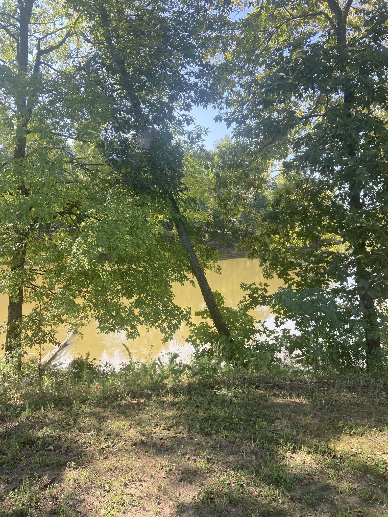 390 Duck Blind Road Clifton, TN 38425 - Photo 4 of 14 a yard with tall trees