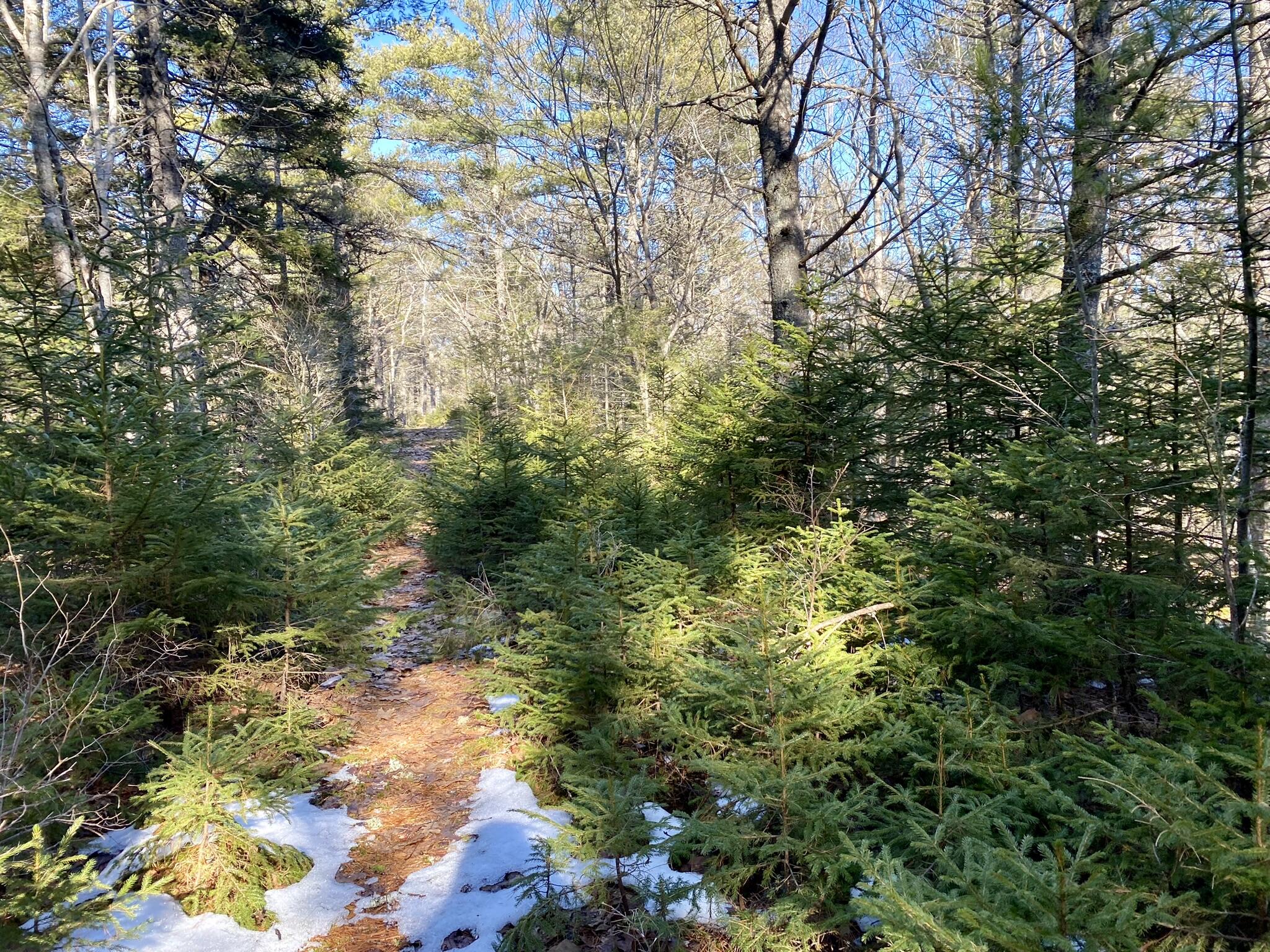 Lot 7-4 Bowman's Landing Road Georgetown, ME 04548 - Photo 8 of 34 IMG_0888