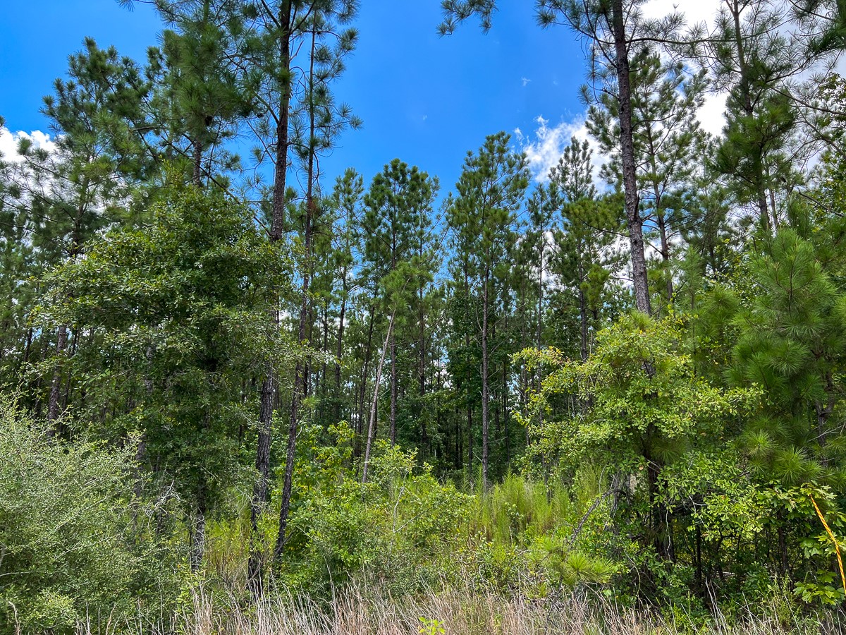 2 County Road 1420 Warren, TX 77664 - Photo 6 of 15 a view of a lush green forest