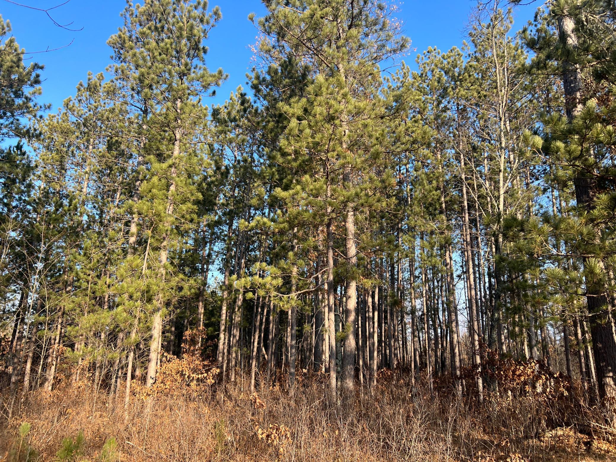 Lot 1 Brancel Road Minong, WI 54859 - Photo 4 of 12 Gallery Image 4