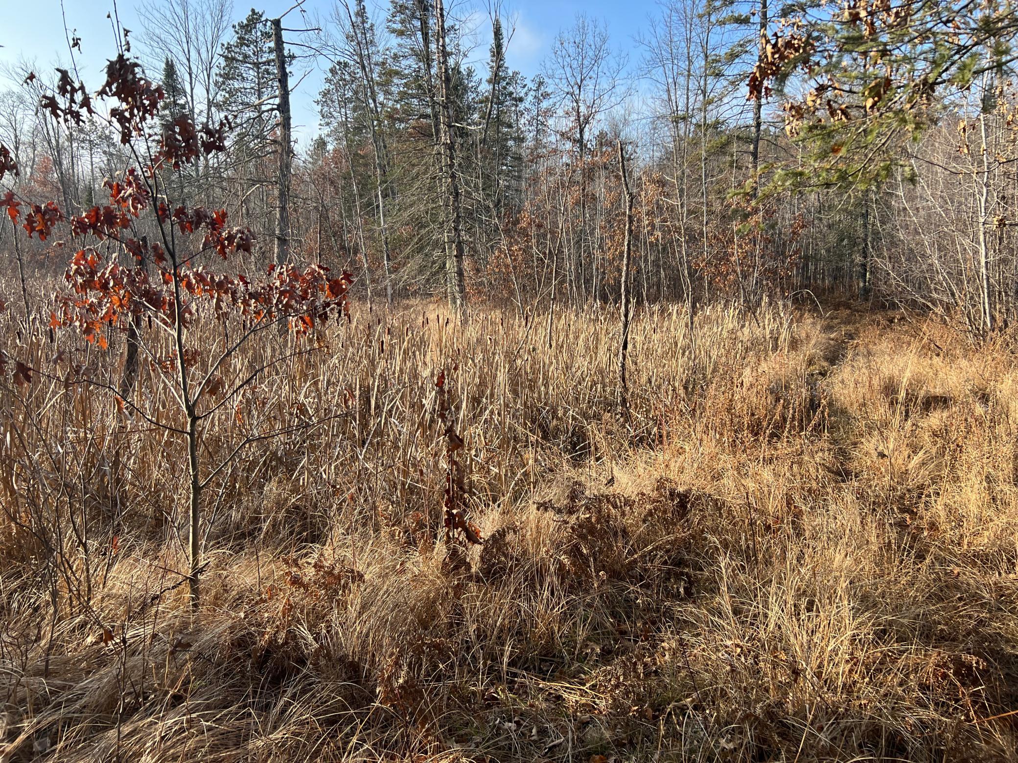 Lot 1 Brancel Road Minong, WI 54859 - Photo 5 of 12 Gallery Image 5