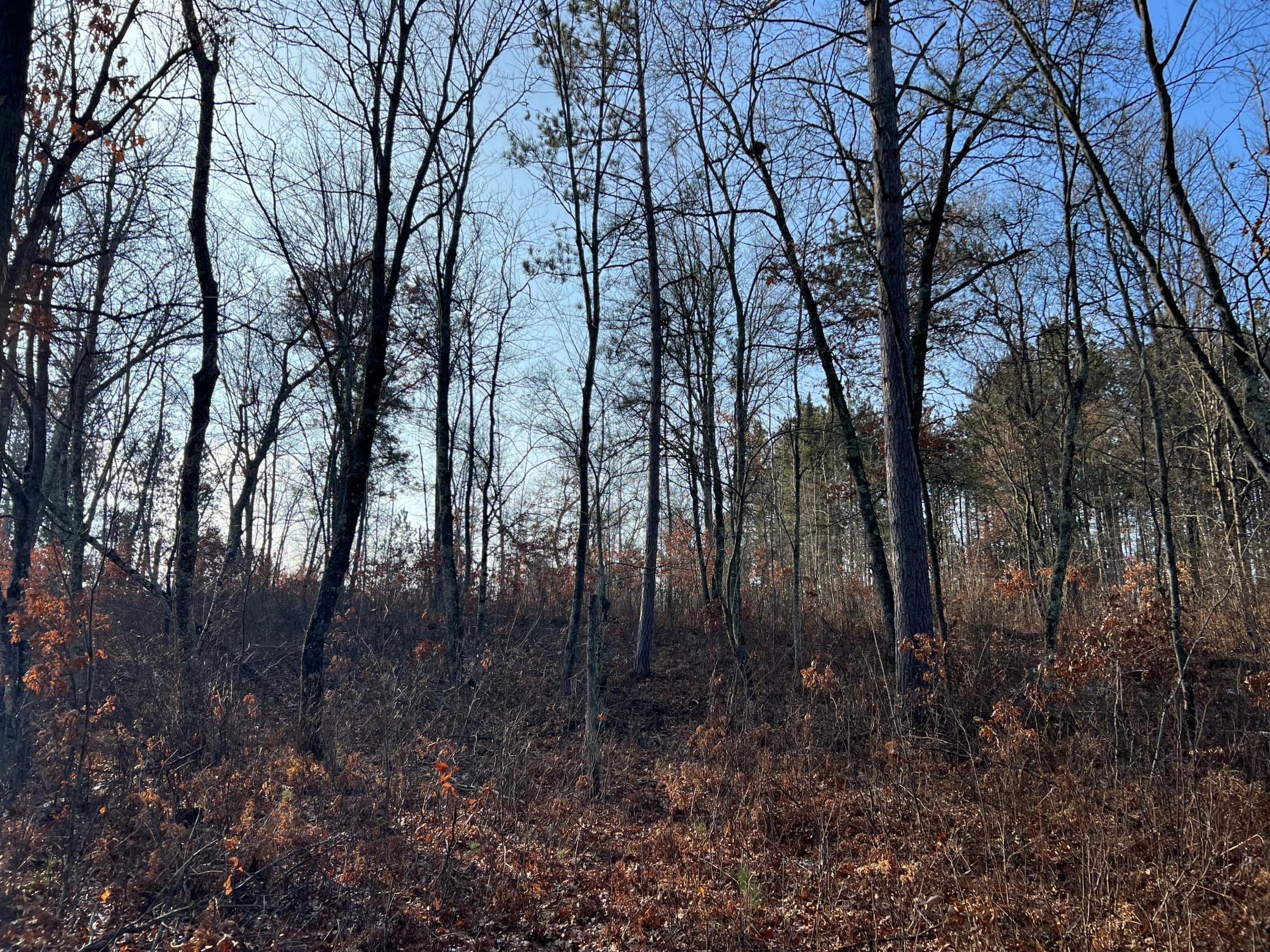 Lot 1 Brancel Road Minong, WI 54859 - Photo 7 of 12 Gallery Image 7