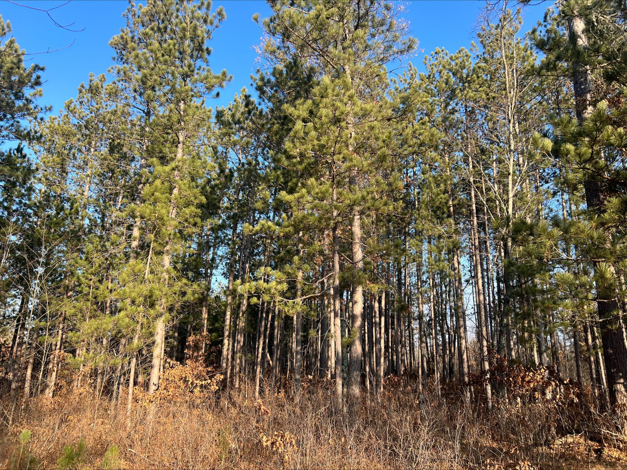 Lot 1 Brancel Road Minong, WI 54859 - Photo 8 of 12 Gallery Image 8