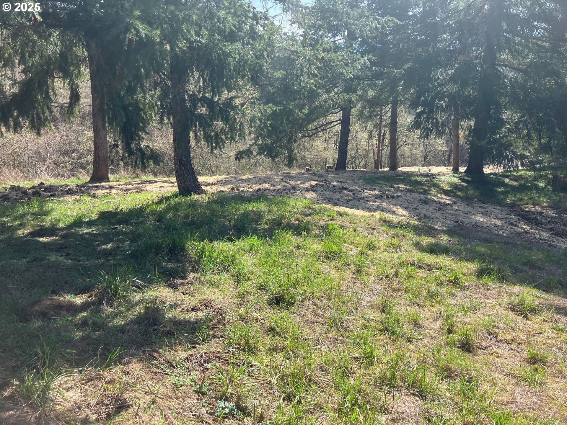 a view of backyard with tree